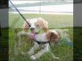 Cavalier King Charles Spaniel video