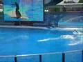 SHAMU - BELIEVE