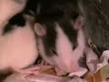 rat baby diary part 2