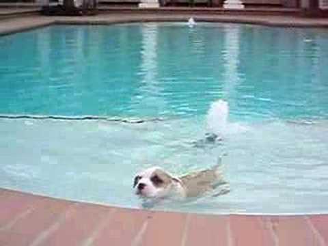 American Staffordshire