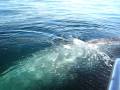 videos de zodiac whale watching, cabo expeditions, Baja, Mexico
