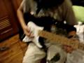 Cliffs of Dover - Eric Johnson (studio version)