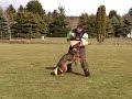 Schutzhund Protection Escape + Re-attack
