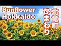 ［HD］北海道・北竜町ひまわりの里 Sunflower field in Hokkaido 花の名所案内
