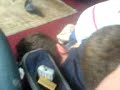 ankel snap ankel snap