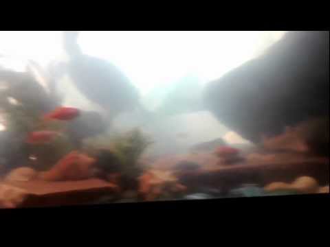 how to take care of koi