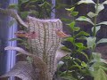with a female who could care less! starring: my DPs (male is the smaller younger one following full grown female) more info on these cool pets: www.dwarfpuffers.com my first ever video! w00t!
