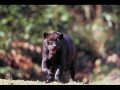 Top 10 deadliest animals