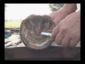 Trimming from the Top Part 1 (A WARNING)
