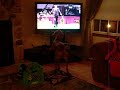 Vizsla that loves the dog shows