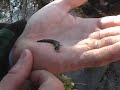 Queset Brook Queset Brook