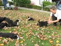 bernese puppies 4 weeks old