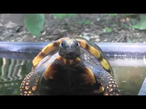 YouTube reptile video