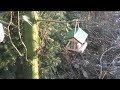 Staartmezen / Long-tailed Tits Staartmezen / Long-tailed Tits