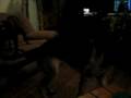 videos de Wild Bullies and German Shepherd going super crazy!!