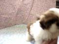 videos de NO.0008 シーズー子犬産まれました。【とりはら犬舎】