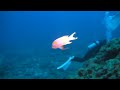 09.11 粟国島 スミレナガハナダイ♂　菫長花鯛