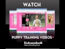 www.eukanuba.com www.eukanuba.com