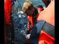 Minke whale beeing tagged