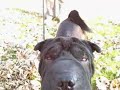 NOV 5 2008 - VID00004_1