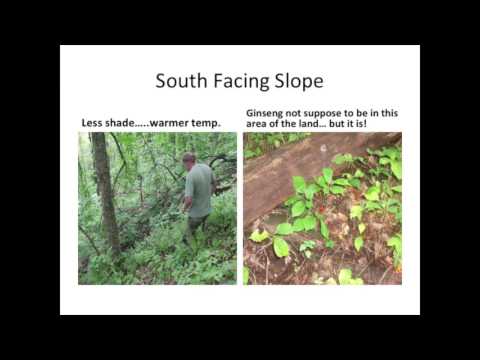 how to harvest ginseng seeds