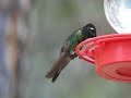 Magnificent Hummingbird Magnificent Hummingbird
