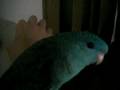 かっぱえびせん動画4