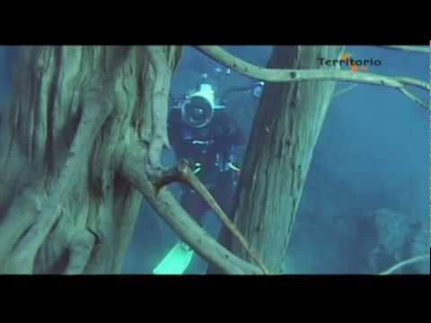 Imagen de previsualización de YouTube