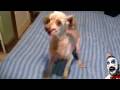 Hund jault - oder bellt ?