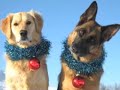 TMD Holiday Dogs.mov