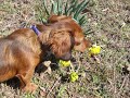 Allie Digs Al Green