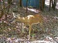 Deer - Bays Mountain Deer - Bays Mountain