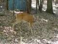 Deer - Bays Mountain