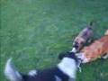 Pelea Por un trapo 