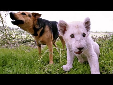 Perro y León: Los mejores amigos