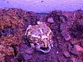 Pacman frog eats worm Pacman frog eats worm