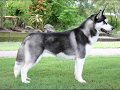 Razas de perros grandes y fuertes
