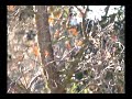 Oak Titmouse, Baeolophus inornatus Oak Titmouse, Baeolophus inornatus