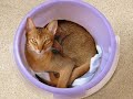 Abyssinian Cats and Kittens 2