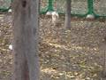 あおちゃん　城北中央公園　ドッグラン　11/17