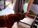 shar pei likes pudding