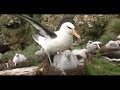 Life History of the Albatross