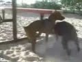cachorro punheteiro