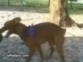 cachorro punheteiro