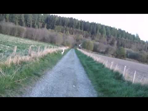 how to train with shock collar