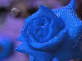 necip faz?l k?sak�rek