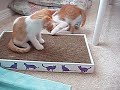 Kittens' new toys