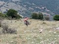 KATMAN goes mad