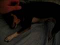 videos de Wrigley chihuahua dog puppy licking my face owner pup nj