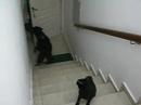 Max e Shadow 3 - recebendo a dona